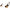 Agrafa Culisanta Stonfo Fixare Pluta Match 247, Large, 3buc/plic