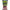 Boilies Rod Hutchinson Instant Attractor Mango &amp; Tutti, 20mm, 1kg