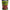 Boilies Rod Hutchinson Instant Attractor Squid &amp; Octopus, 20mm, 1kg