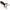 Broasca Live Target Freestyle Frog Unrigged, Bronze / White, 7.5cm, 2buc/pac