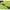 Broasca Savage Gear 3d Hollow Duckling, Fruck, 10cm, 40g, 1buc/pac