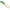 Broasca Savage Gear Hop Popper Frog, Green, 5.5cm, 15g, 1buc/pac