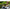 Broasca Sakura Bubble Frog 70f 70mm 19.5gr Tf Tiger Frog
