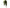 CACIULA GRAFF BRATEX OLIVE