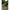 Capsula Cort Fox Retreatplus 2man