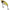 Cicada Fox Rage Big Eye Blade, 17g, 6cm, UV Black &amp; Gold