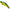 Cicada IMA Schneider 13, 009 Green Gold, 5.5cm, 13.0g