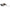 Cicada Jackall Kuro Ball Tackey Brown, 3.0cm, 3.8g