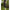 Colanti Fox Womens Camo Leggings, Marime L