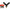 Conector Y Minciog Carp Expert Boilie