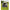 Cort Coleman Coastline 3 Plus