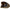 Cort Starbaits A Terra New Continental