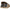 Cort Starbaits A Terra New Continental