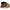 Cort Starbaits Kosy Continental