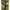 Cort Starbaits Qg Dlx