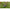 Cosulet Korum Camo Grub Feeder, 30g, 1buc/pac