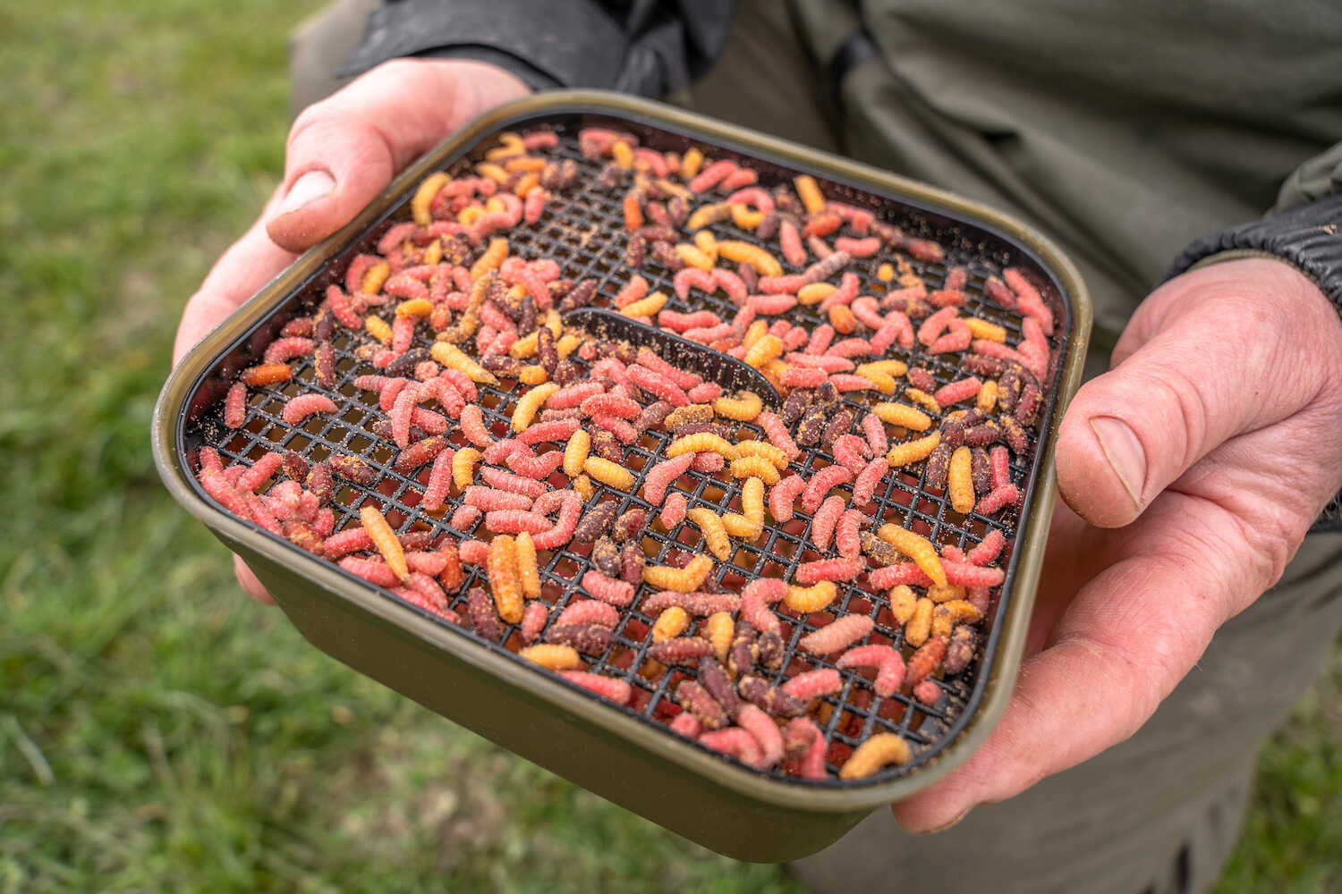 Cutie Momeala Korum Maggot Tub and Riddle 2Pt/1.2L