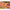 Fir Guru N-gauge 0,19mm/7lb/100m