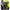 FIR NEW SPIDERWIRE TEXTIL STEALTH GLOW 017MM 11,6KG