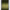 Fir Monofilament Prologic Density Carp Mono Green 0.30mm/5.44kg/1000m