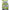 Fir Fluorocarbon Coated Konger Steelon Method Feeder Verde 0.22mm, 7kg, 150m