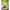 Fir Monofilament Colmic Hunt, Green, 5.23kg, 0.208mm, 150m