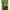 Fir Monofilament Korum Limitless Low Stretch Feeder Line, 2.7kg, 0.23mm, 300m