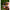 Fir Textil Cu Camasa Fox Edges Tuff-skin Soft - 25lb/11.3kg 20m