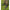 Ghete Korda Kore Kombat Boots, Olive, Marime Uk7 / Eu40.5
