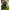 Ghete Korda Kore Kombat Boots, Olive, Marime Uk8 / Eu42