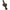 Husa Prologic Avenger Compact 2 Lansete 1.37m