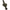 Husa Prologic Avenger Compact 3 Lansete 1.37m