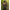 Hanorac Fox Womens Zipped Camo Hoodie, Marime S