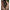Husa Lansete Fox Camo Retractable Tri Sleeve 8-10ft