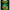 Katran Coated Braided Hook Links Gurza 25lb 20 M/25lb/20 M/green