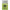Korum Bolt Buffer Bead Qc, Camo, 5buc/plic