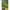 Korum Camo Quick Change Bead - Anti Tangle, 8buc/plic