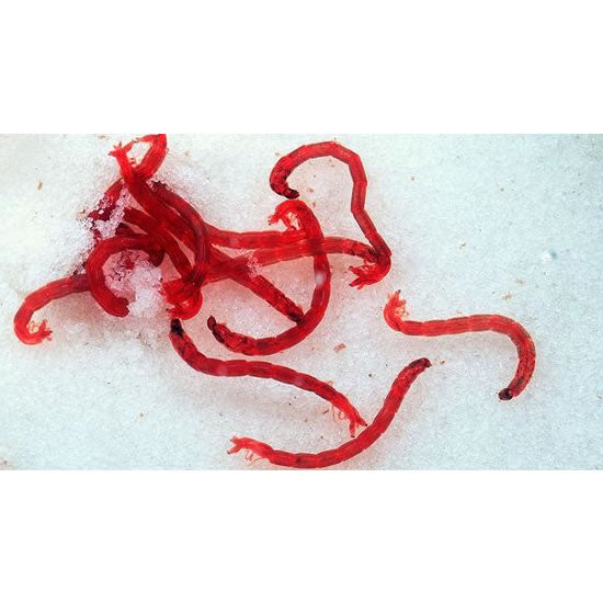Larve Tantari (Libelule) 10 Gr