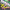 Line Aligner KORDA Kicker Rig Aligner, Pink / Yellow, Marime M, 10buc/pac