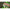 MONTURA KORDA N-TRAPDF WIDE GAPE NR.8/15LB