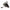 MULINETA SHIMANO MEDIUM BAITRUNNER XT-A LC