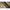 Minciog Fitofag Carp Expert Silver Carp Compact 70x55x60cm, Maner 90-165cm