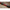 Minciog Fitofag Carp Expert Silver Carp Compact 70x55x60cm, Maner 90-165cm