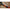 Minciog Fitofag Carp Expert Silver Carp Compact 90x90x90cm, Maner 105–180cm