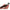 Minciog Fox Rage Warrior Racket Net