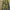 Minciog Rod Hutchinson Sceptre, Verde Oliv, 107cm, 2seg