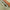 Montura Orange Carp Rig Helicopter 56g Nr.4