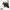 Mulineta Leon Hoogendijk Black Power 10000lc, 4.9:1, 0.35mm/430m, 9+1rul