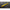 NALUCA LIBRA DYING WORM 8cm 007 Cheese 12buc
