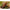 Naluca Fishup Tanta, 045 Green Pumpkin Red - Black, 4.2cm, 10buc/pac